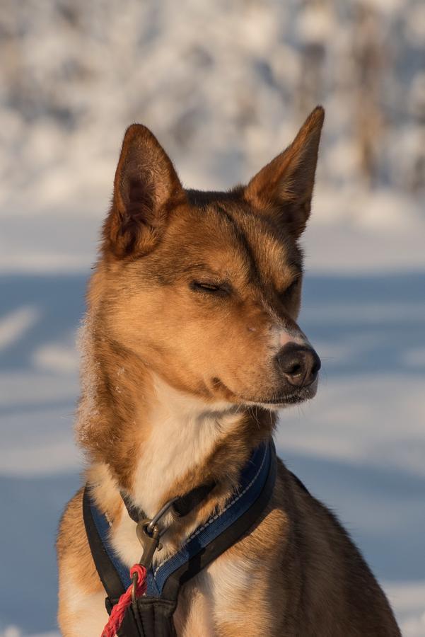 Husky